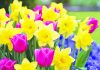 Add Some Eye Candy to Your Garden This Fall